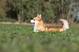 CORGI PEMBROKE 655